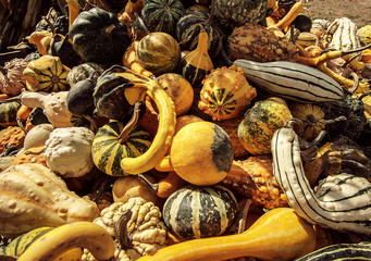 A Crate Of Gourds At An Orchard