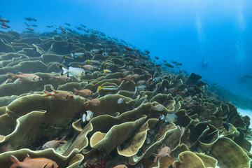 Palau Diving -  Cabbage coral of  Ulong Channel