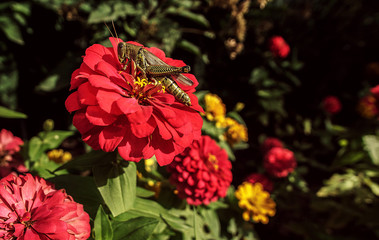 A Large Grasshopper On A Flower