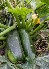 Green zucchini plant with flowers and fruit of zucchinis ready for harvest.  fresh farm vegetable, harvest in organic farm