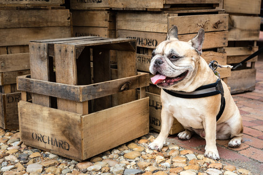 Fawn French Bulldog Sitting Next to Stacked Apple Crates at a Farmers Market