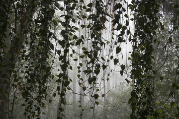 Green Vines Dangle in Foggy Jungle Image - 224027267