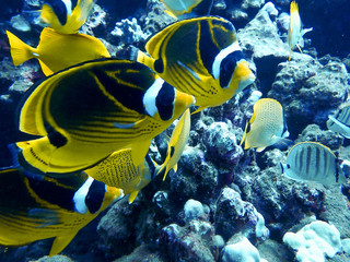 Fototapeta na wymiar Close Up Pair Raccoon Butterfly Fish Underwater Faces and Detail