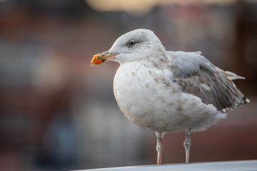 Gull