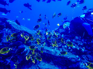 Fototapeta na wymiar Diver Underwater in School of Tropical Fish