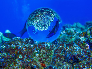 Fototapeta na wymiar Tropical Fish and Diver Captured in Glass Ball on Reef Under Water