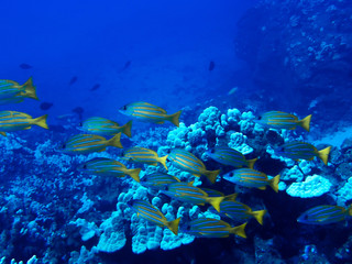 School of Yellow Fish with Blue Stirpes Swim Over Reef Underwater