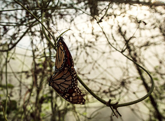 Monarch Butterflies Mating On A Vine