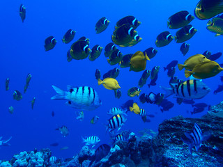 Many Tropical Fish Butterflies and Tangs Swim Over Reef in Blue Ocean