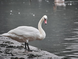 View of a swan in Roath Park, Cardiff