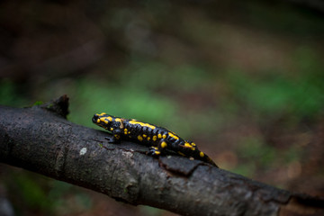 fire salamander