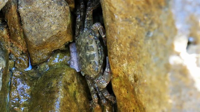 Small crab hidden in stone