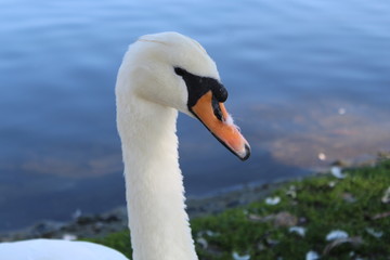 Close up of a swan