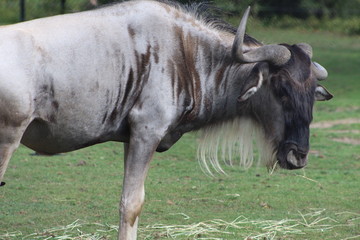 Wildebeest grazing in captivity