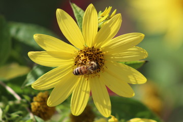 Bees fly through yellow flowers