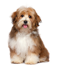 Cute happy red parti colored havanese puppy dog is sitting and looking at camera, isolated on white background