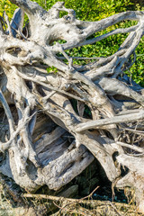 Tangled Driftwood Closeup 2