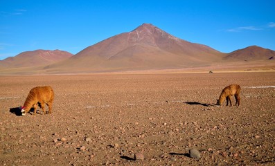 Llamas in Bolivia