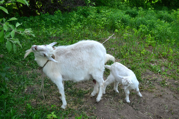 white horned goat with small goat 
