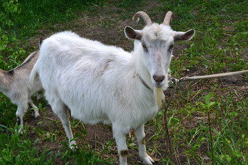 Fototapeta premium white horned goat grazing 