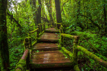 Ang ka nature trail , Rain forest at Doi Inthanon national park , Chiang mai , Thailand
