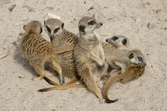 Kom jongens ntjes zitten voor de foto (stokstaartjes)