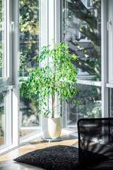 A plant in a modern apartment. Decoration of the apartments.