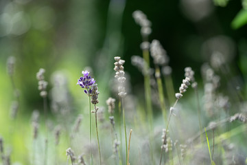 Lavendel
