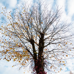 autumn leaves and dried tree on blue sky