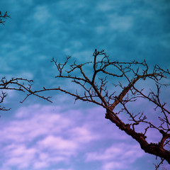 dry tree on blue sky, pop colors, autumn mood