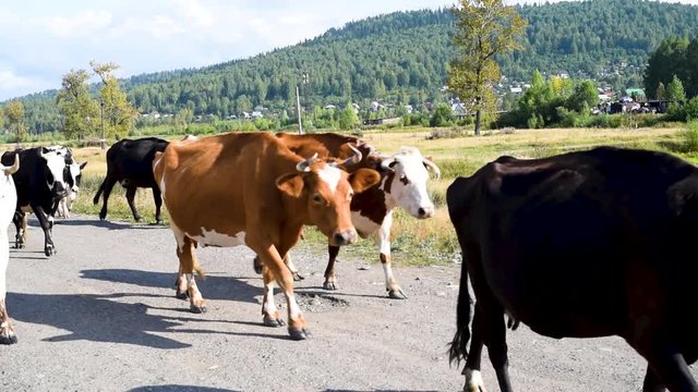 Cows of different colors are on a rural trail from the pasture on a summer day on a background of green mountains and sky 
