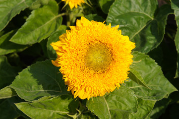 Helianthus annuus teddy bear sunflower yellow flower head