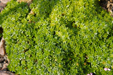 Fototapeta na wymiar Silene acaulis or moss campion or cushion pink green plant