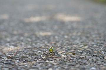 Insekt Libelle blaugrüne Mosaikjungfer auf Straße