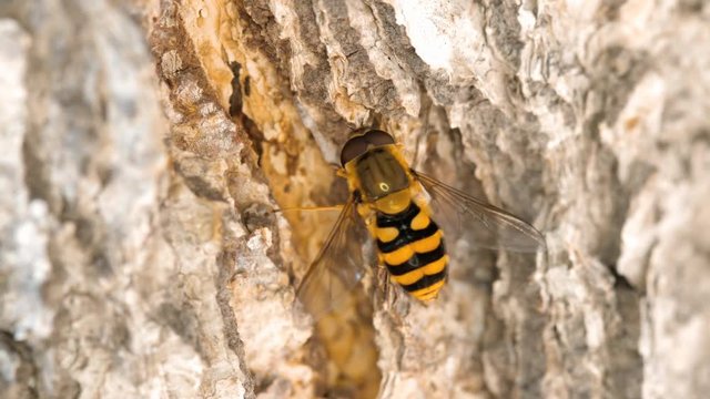 Yellow-black hoverfly close-up