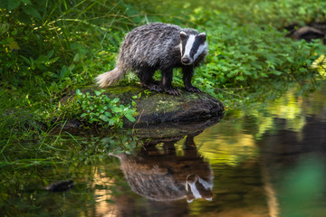 Badger in forest, animal in nature habitat, Germany, Europe. Wild Badger, Meles meles, animal in...