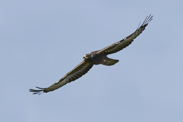 European honey buzzard (Pernis apivorus)