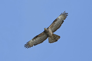 European honey buzzard (Pernis apivorus)
