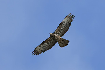 European honey buzzard (Pernis apivorus)