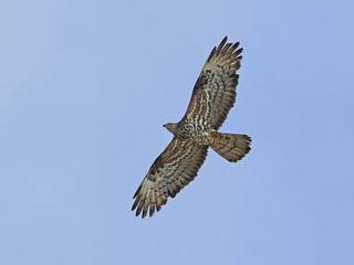 European honey buzzard (Pernis apivorus)