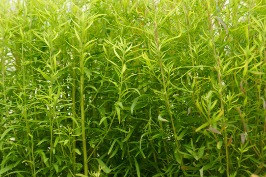 Bassia or kochia scoparia green herb