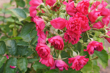 Naklejka premium Grootendorst supreme rose red flowers with green