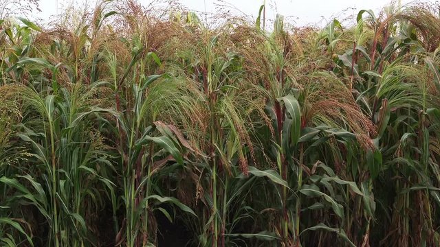 Cultivated proso millet in agricultural field