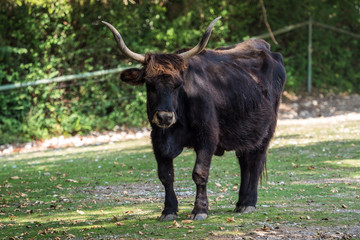 Auerochse - Bos primigenius taurus