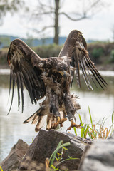 White-tailed Eagle, Haliaeetus albicilla, flying above the water, bird of prey with forest in background, animal in the nature habitat, wildlife from Sweden. Eagle in flight above the dark lake