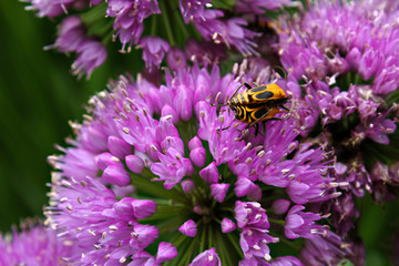 Striped Yellow and Black Beetles Mating on Ornamental Onion Purple Allium Flower