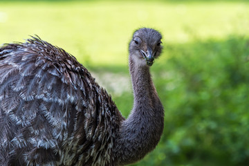 Darwin-Nandu - Dromaius novaehollandiae - Emu - Namdu