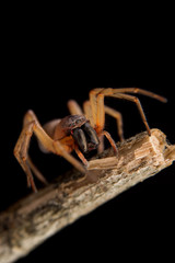 Spider Clubiona on the branch of the tree.