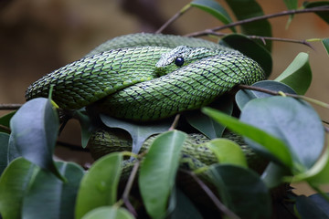The Great Lakes bush viper or Nitsche's bush viper (Atheris nitschei) is twisted around the green...