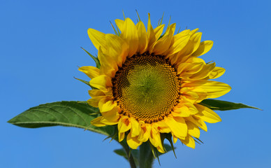 Big sunflower is growing.